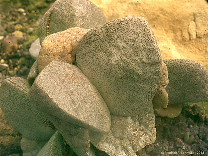 Pleiospilos bolusii