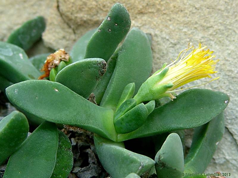 Pleiospilos dimidiatus