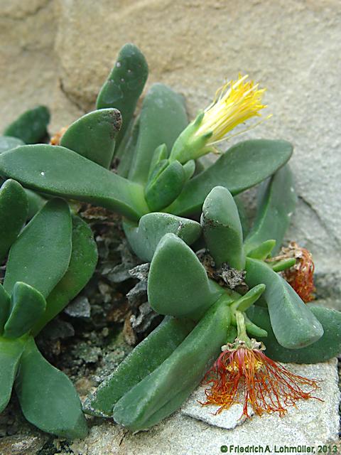 Pleiospilos dimidiatus