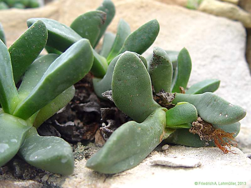 Pleiospilos dimidiatus