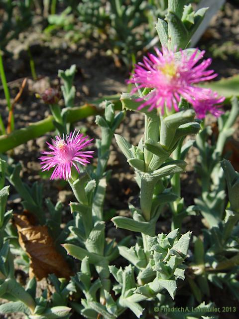 Ruschia uncinata