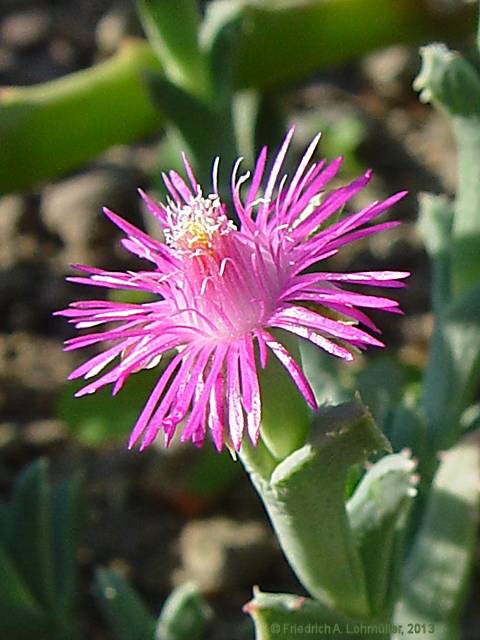 Ruschia uncinata