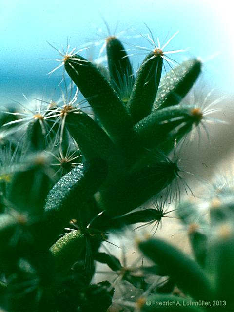 Trichodiadema densum