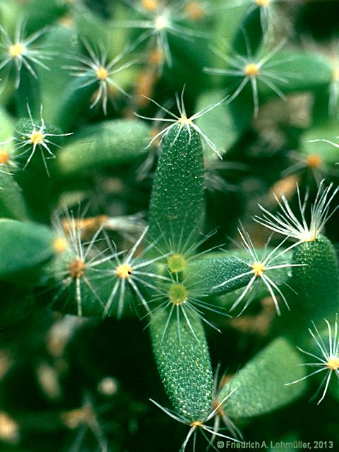 Trichodiadema densum