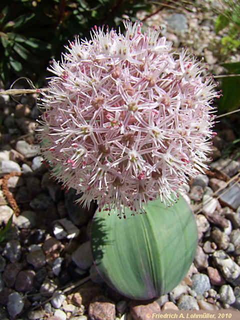 Allium karataviense