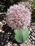 Allium karataviens