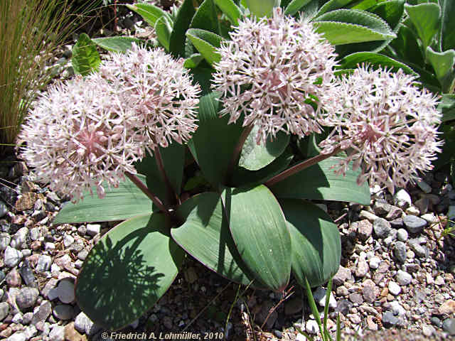 Allium karataviense