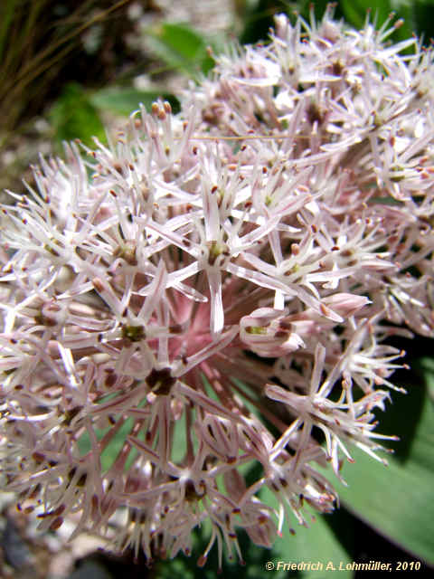 Allium karataviense