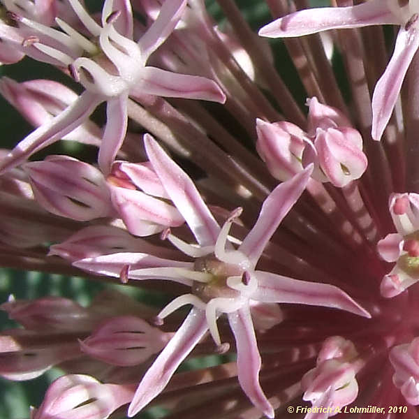 Allium karataviense