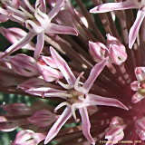 Allium karataviens