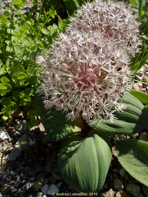 Allium karataviense