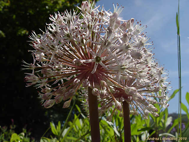 Allium karataviense