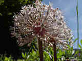 Allium karataviens