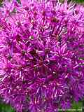 Allium aflatum cv. 'Purple Sensation'