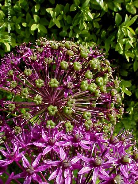 Allium aflatum cv. 'Purple Sensation'