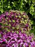 Allium aflatum cv. 'Purple Sensation'