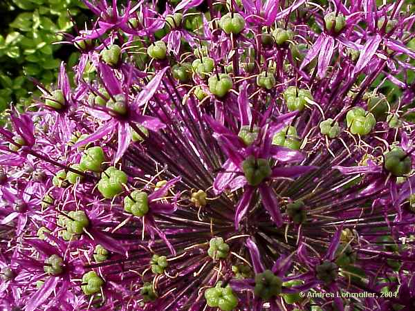 Allium aflatum cv. 'Purple Sensation'