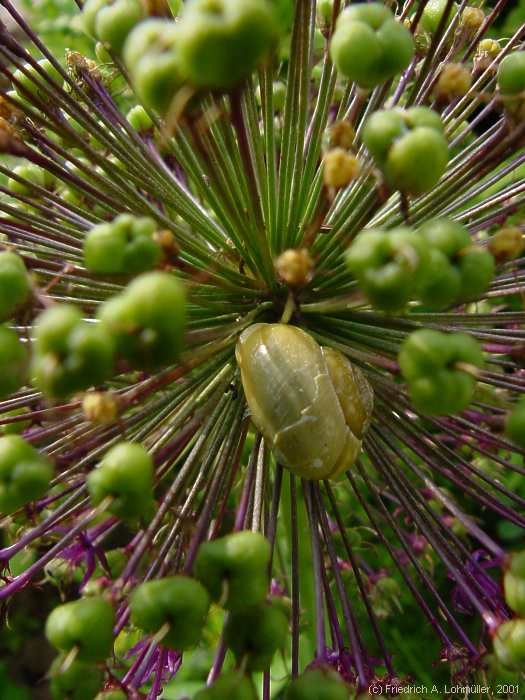 Allium aflatum cv. 'Purple Sensation'