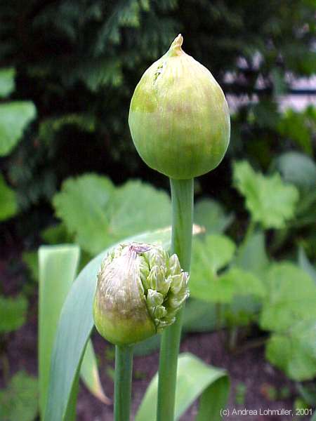 Allium aflatum cv. 'Purple Sensation'