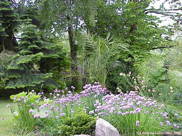 Allium schoenoprassum