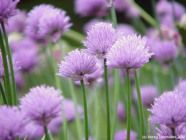 Allium schoenoprassum, Schnittlauch