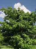 Liquidambar styraciflua