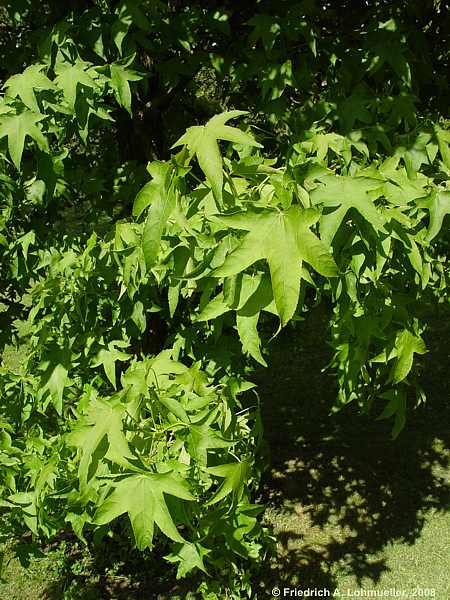 Liquidambar styraciflua