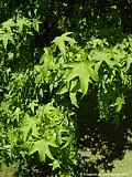 Liquidambar styraciflua