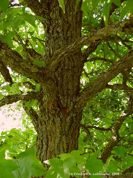 Liquidambar styraciflua