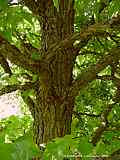 Liquidambar styraciflua