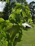 Liquidambar styraciflua