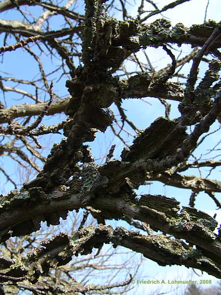 Liquidambar styraciflua