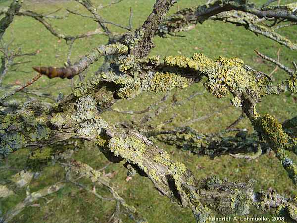 Liquidambar styraciflua