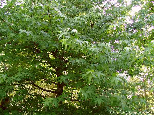 Liquidambar styraciflua