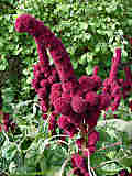 Amaranthus caudatus