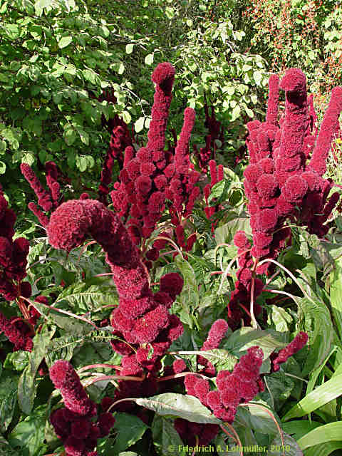 Amaranthus caudatus