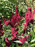 Amaranthus caudatus