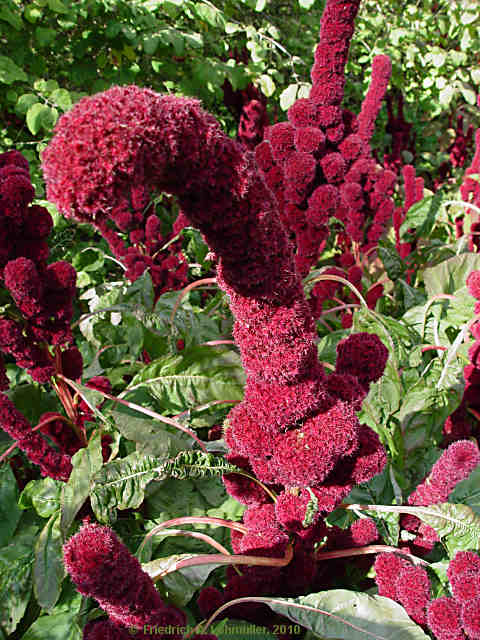 Amaranthus caudatus