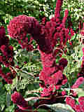 Amaranthus caudatus