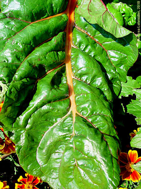 Beta vulgaris