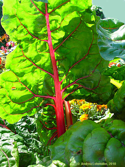 Beta vulgaris