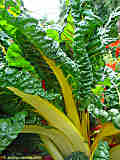 Beta vulgaris