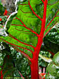 Chenopodiaceae