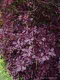 Cotinus coggygria 'Royal Purple'