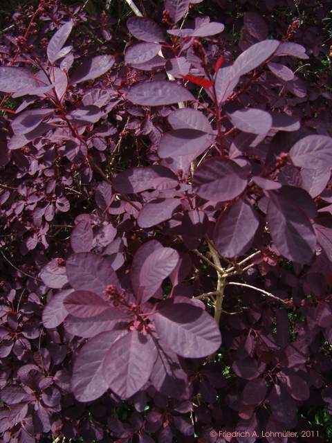 Cotinus coggygria 'Royal Purple'