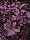 Cotinus coggygria 'Royal Purple'