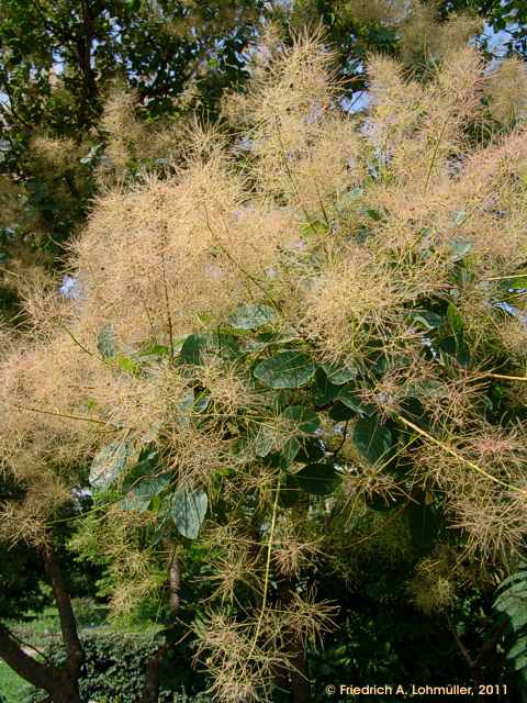 Cotinus coggygria