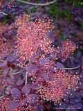 Cotinus coggygria 'Royal Purple'