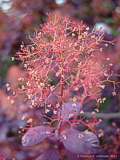 Cotinus coggygria 'Royal Purple'