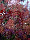 Cotinus coggygria 'Royal Purple'